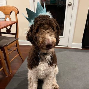 Meet your Posher, Abigail